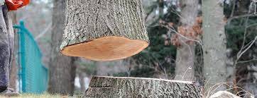 Best Emergency Tree Removal  in Vandalia, OH