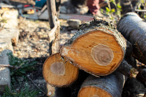 Best Tree Maintenance Programs  in Vandalia, OH