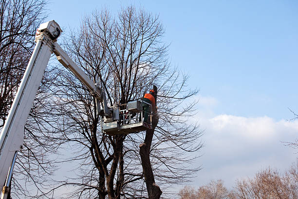  Vandalia, OH Tree Care Pros